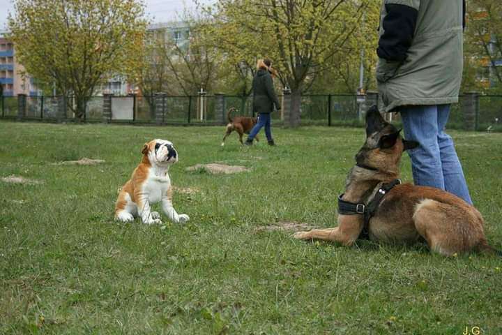 Hundeauslaufgebiet-Albrecht mobiler Hundetrainer -Bild