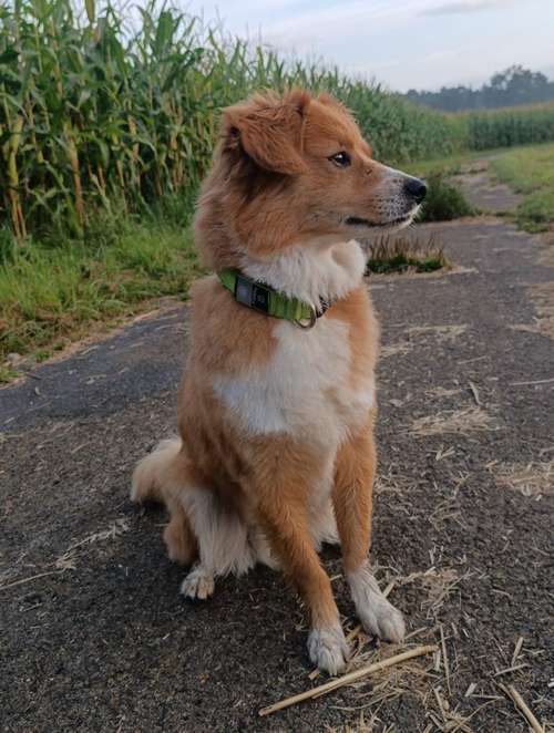 Hundeauslaufgebiet-Die Fell-Werkstätte-Bild