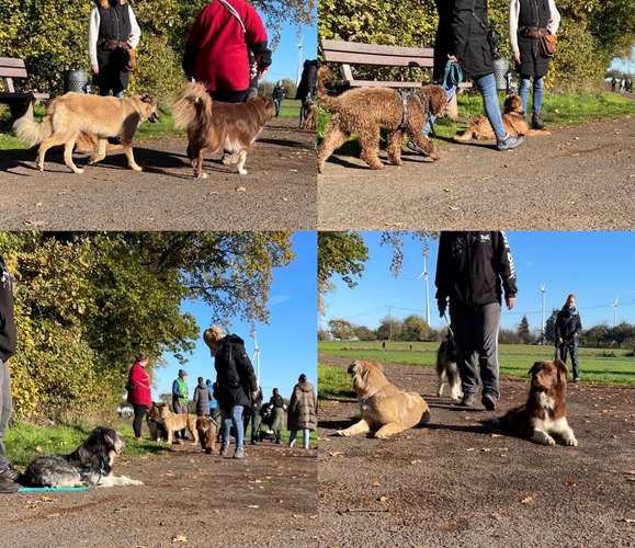 Hundeauslaufgebiet-StarPfoten Hundeschule-Bild