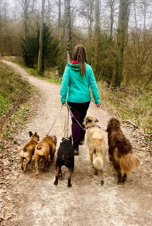 Hundeauslaufgebiet-StarPfoten Hundeschule-Bild