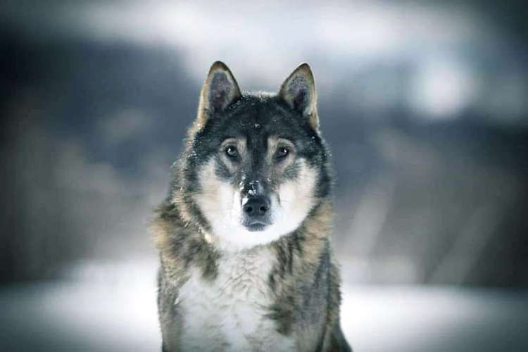 Hundeauslaufgebiet-Hundepsychologie Sarah-Lena Jaudzin-Bild