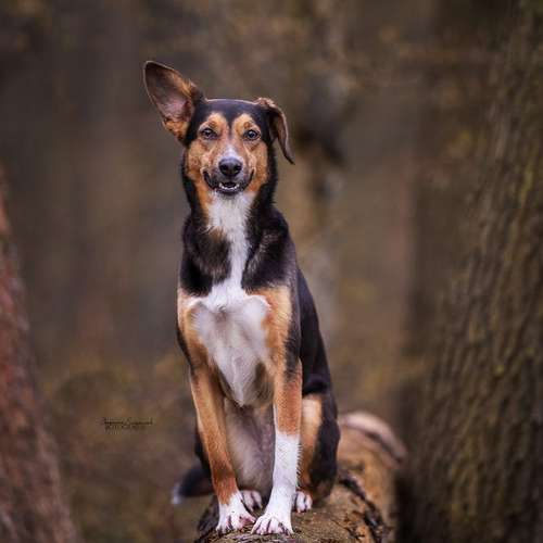 Hundeauslaufgebiet-sit happens - Hundetraining -Bild
