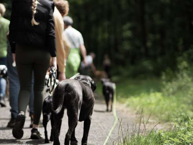 Hundeauslaufgebiet-AndersArtig Hundetraining - Sally Braun-Bild