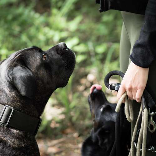 Hundeauslaufgebiet-AndersArtig Hundetraining - Sally Braun-Bild
