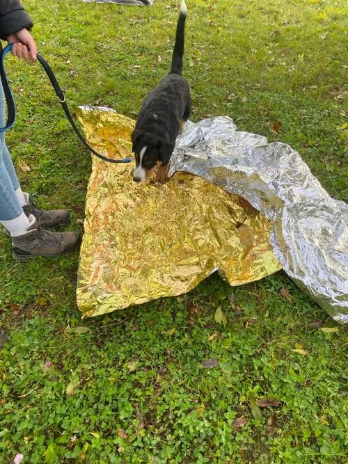 Hundeauslaufgebiet-Lingubello-Bild