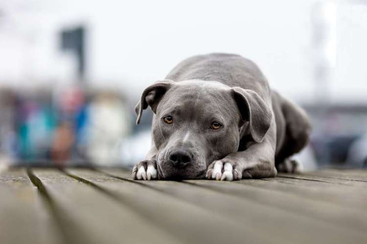 Hundeauslaufgebiet-CS Hundefotografie-Bild