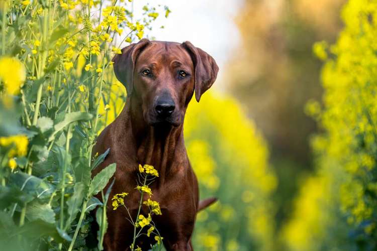 Hundeauslaufgebiet-CS Hundefotografie-Bild