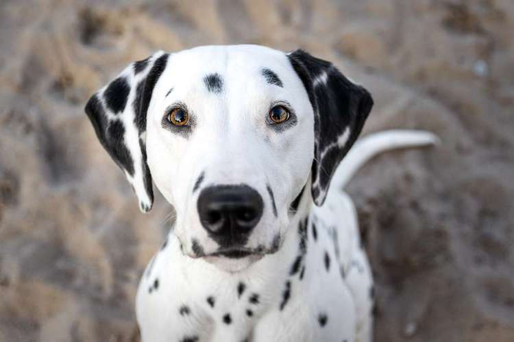 Hundeauslaufgebiet-CS Hundefotografie-Bild