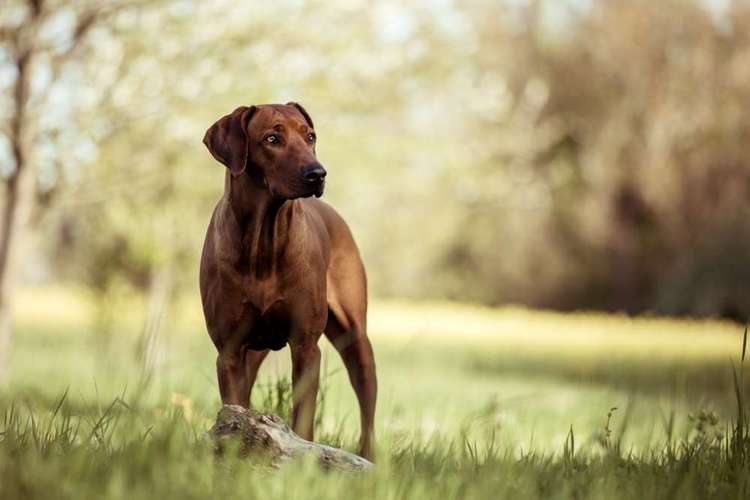 Hundeauslaufgebiet-CS Hundefotografie-Bild