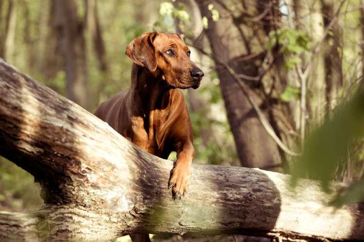 Hundeauslaufgebiet-CS Hundefotografie-Bild