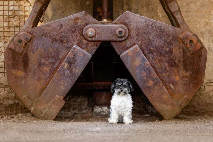 Hundeauslaufgebiet-CS Hundefotografie-Bild