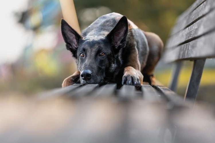 Hundeauslaufgebiet-CS Hundefotografie-Bild