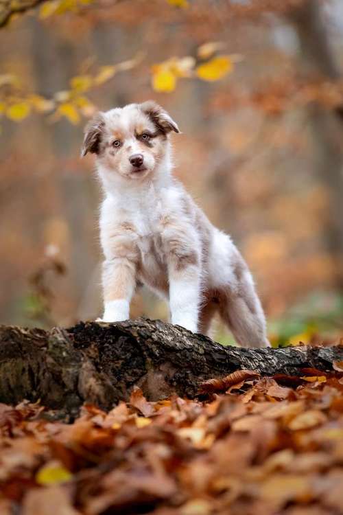 Hundeauslaufgebiet-CS Hundefotografie-Bild