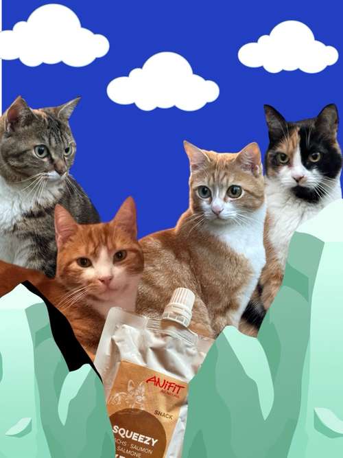 Hundeauslaufgebiet-KatzHundZeit-Bild