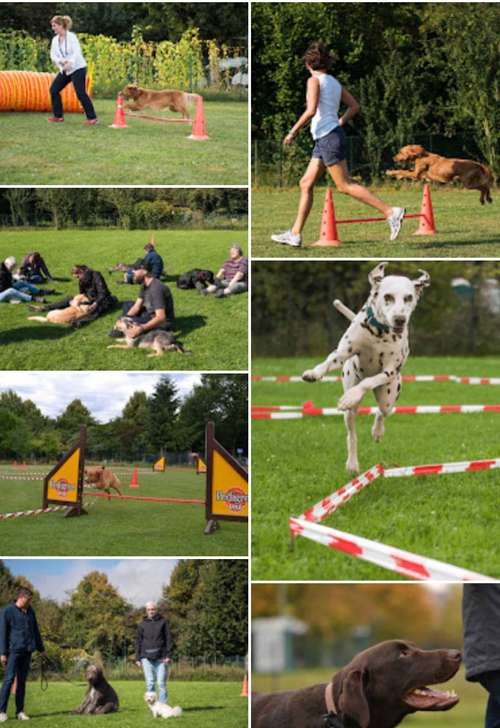 Hundeauslaufgebiet-Hundeschule BunterHund-Bild