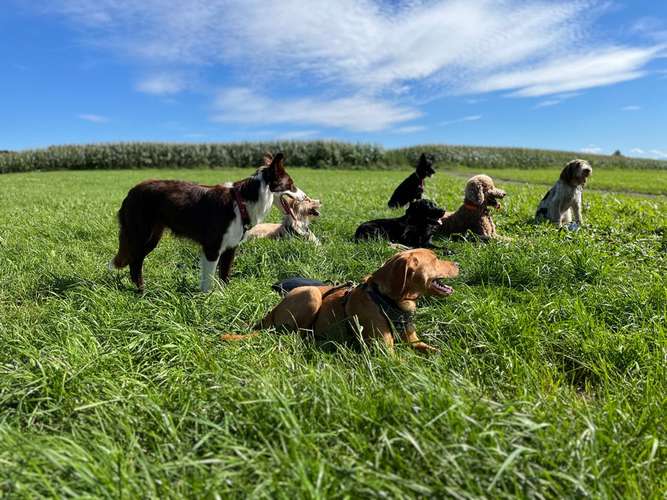 Hundeauslaufgebiet-Glücksbommels-Bild
