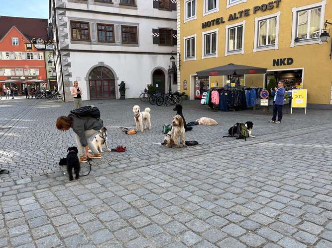 Hundeauslaufgebiet-Glücksbommels-Bild