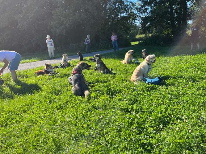 Hundeauslaufgebiet-Glücksbommels-Bild