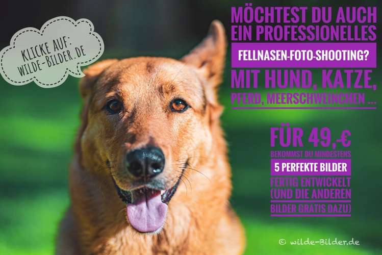 Hundeauslaufgebiet-wilde-Bilder.de-Bild