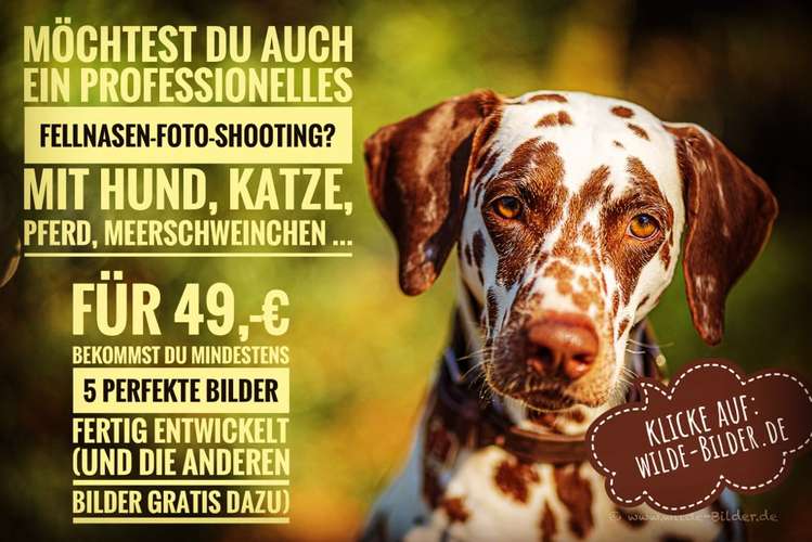 Hundeauslaufgebiet-wilde-Bilder.de-Bild