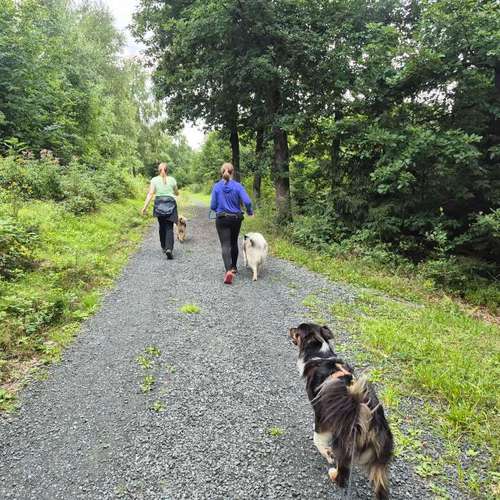 Hundeauslaufgebiet-Fit mit 4Pfoten-Bild