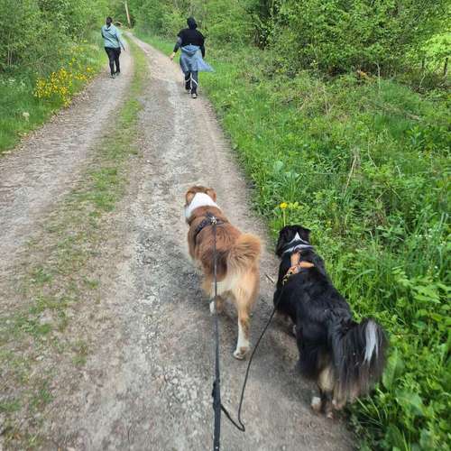 Hundeauslaufgebiet-Fit mit 4Pfoten-Bild