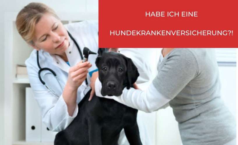 Hundeauslaufgebiet-Experte für Hundeversicherungen - Maximilian Alpers-Bild