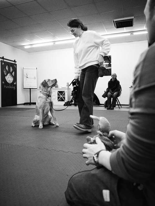 Hundeauslaufgebiet-Hundsdog Hundetraining-Bild