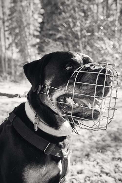 Hundeauslaufgebiet-Hundsdog Hundetraining-Bild