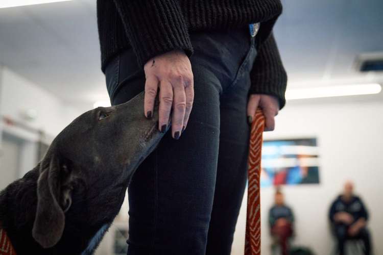 Hundeauslaufgebiet-Hundsdog Hundetraining-Bild