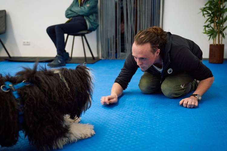 Hundeauslaufgebiet-Hundsdog Hundetraining-Bild