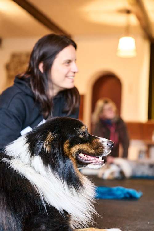 Hundeauslaufgebiet-Hundsdog Hundetraining-Bild