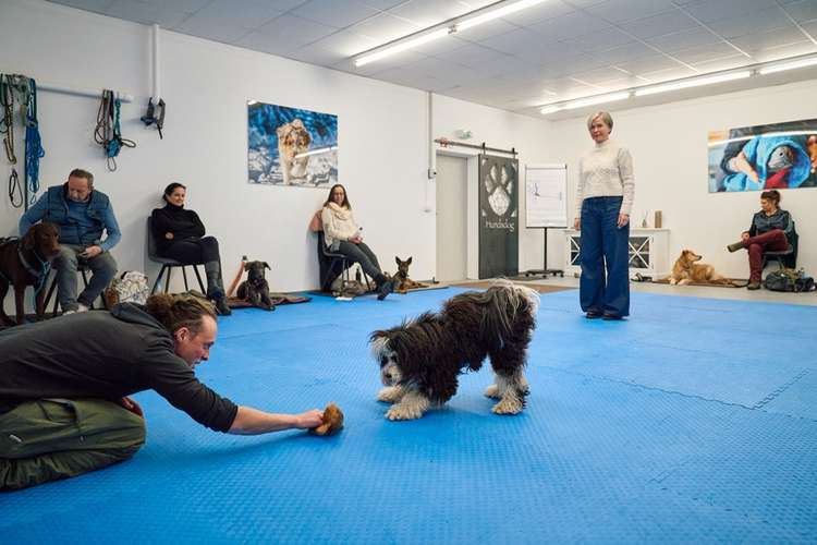 Hundeauslaufgebiet-Hundsdog Hundetraining-Bild