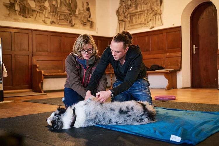 Hundeauslaufgebiet-Hundsdog Hundetraining-Bild