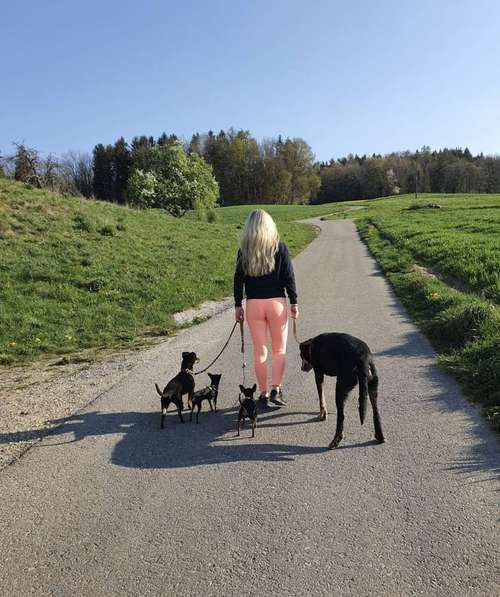 Hundeauslaufgebiet-Luxushundebande-Bild