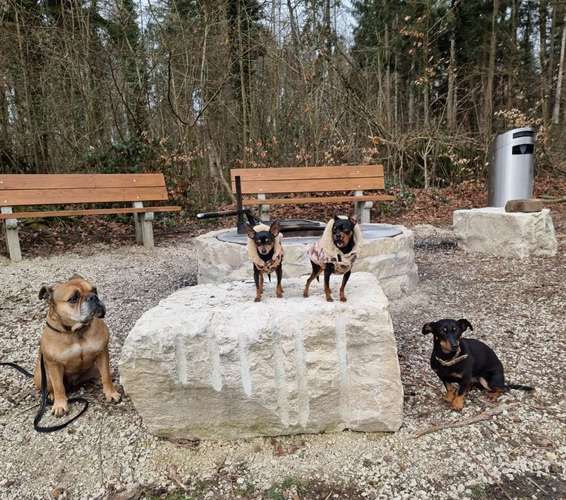 Hundeauslaufgebiet-Luxushundebande-Bild