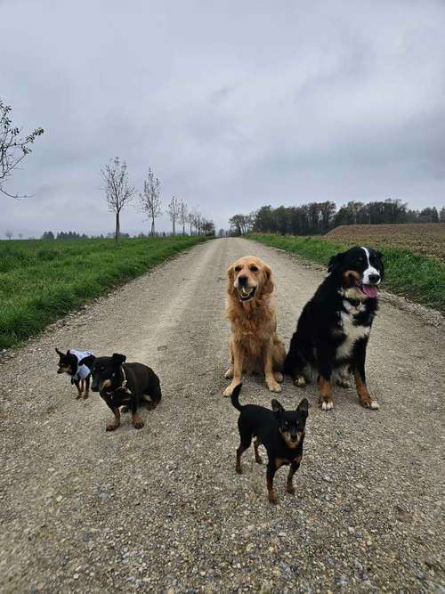 Hundeauslaufgebiet-Luxushundebande-Bild