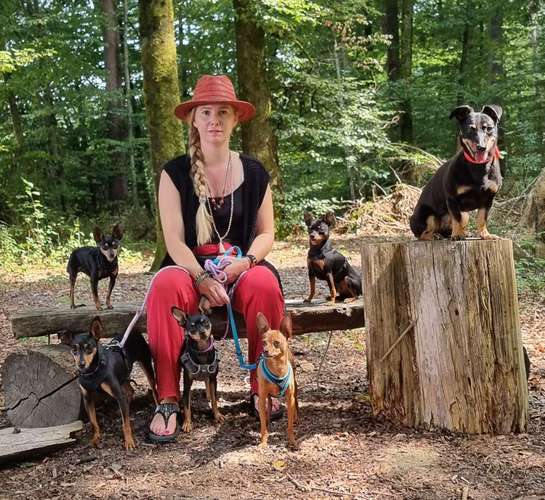 Hundeauslaufgebiet-Luxushundebande-Bild