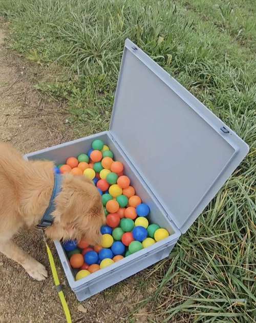 Hundeauslaufgebiet-Luxushundebande-Bild