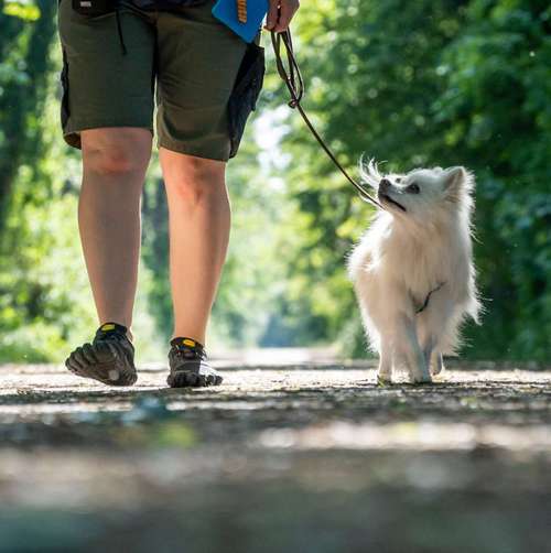 Hundeauslaufgebiet-Hundetraining Basters-Bild