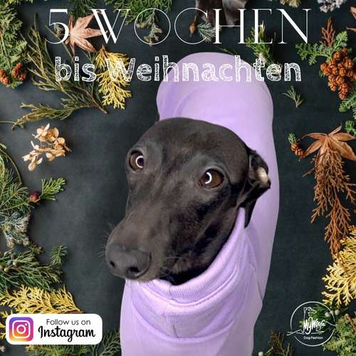 Hundeauslaufgebiet-AtelierDogs-Bild