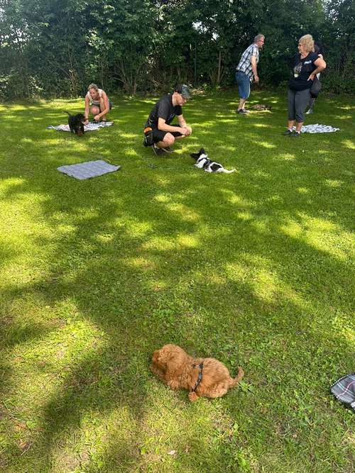 Hundeauslaufgebiet-Hundezentrum Easylearning-Bild