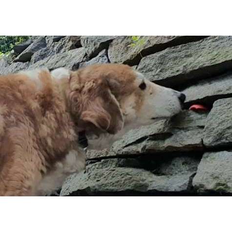Hundeauslaufgebiet-Sonja Bader - JUST A DOG'S LOVE-Bild