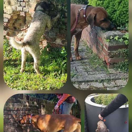 Hundeauslaufgebiet-Sonja Bader - JUST A DOG'S LOVE-Bild