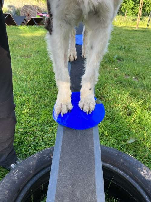 Hundeauslaufgebiet-Verhaltenswerkstatt Hund Hundetraining und Verhaltenstherapie / Aggressionsberatung Stelle-Bild