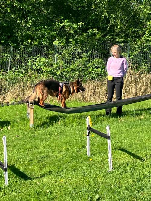 Hundeauslaufgebiet-Verhaltenswerkstatt Hund Hundetraining und Verhaltenstherapie / Aggressionsberatung Stelle-Bild