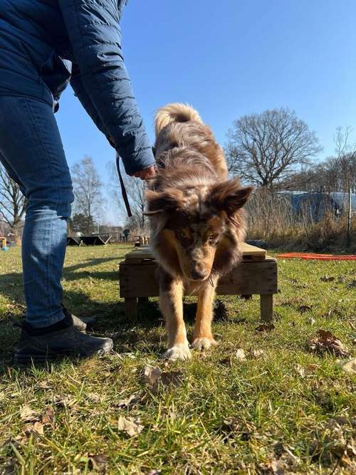 Hundeauslaufgebiet-Verhaltenswerkstatt Hund Hundetraining und Verhaltenstherapie / Aggressionsberatung Stelle-Bild
