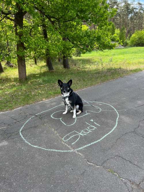 Hundeauslaufgebiet-Verhaltenswerkstatt Hund Hundetraining und Verhaltenstherapie / Aggressionsberatung Stelle-Bild