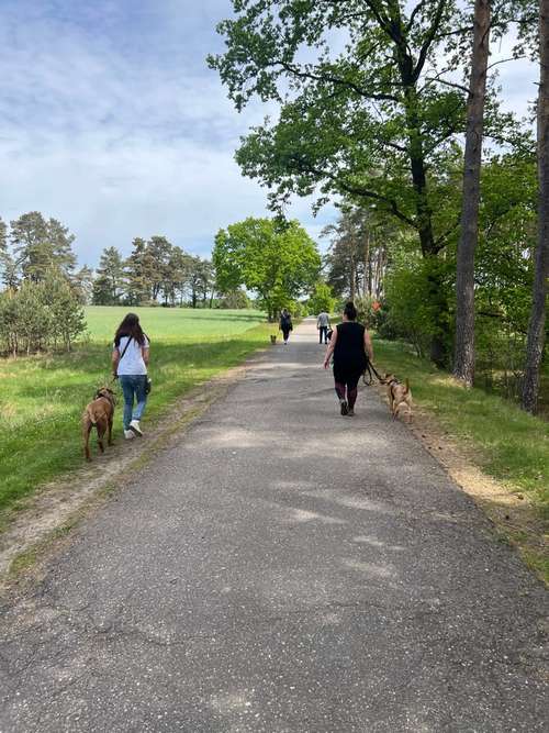 Hundeauslaufgebiet-Verhaltenswerkstatt Hund Hundetraining und Verhaltenstherapie / Aggressionsberatung Stelle-Bild