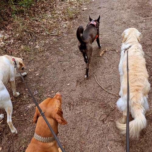 Hundeauslaufgebiet-Dognanny Potsdam-Bild